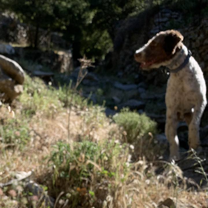 Truffle Hunting in Naxos